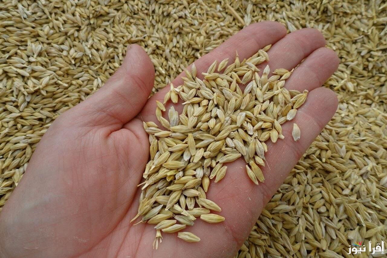 وصل لكـــام.. سعر طن الأرز الشعير اليوم الثلاثاء 22 ابريل 2025 وأخر تحديث للكيلو رفيع وعريض الحبة