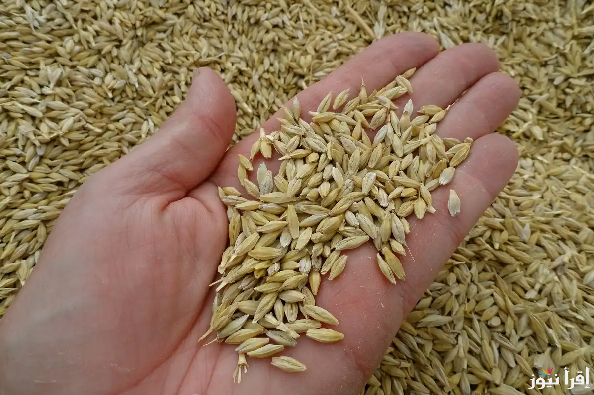 الحبة العريضة بكام؟.. سعر طن الأرز الشعير اليوم الأربعاء 23 ابريل 2025 في السوق المصري