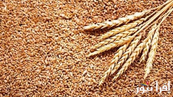 “مفاجأة في أسعاره” سعر طن الأرز الشعير اليوم الاحد 20 ابريل 2025 في السوق المحلي للحبوب