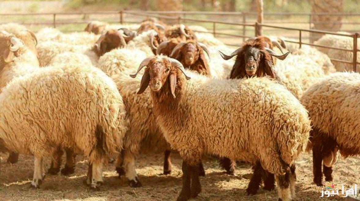 كم سعر الخروف البلدي اليوم؟ واسعار اللحوم الخميس 17 ابريل في الأسواق المصرية