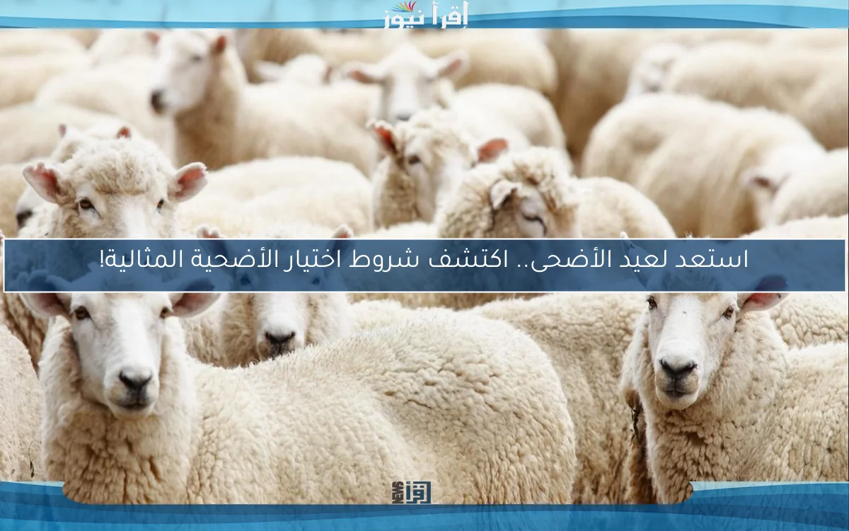 استعد لعيد الأضحى.. اكتشف شروط اختيار الأضحية المثالية!