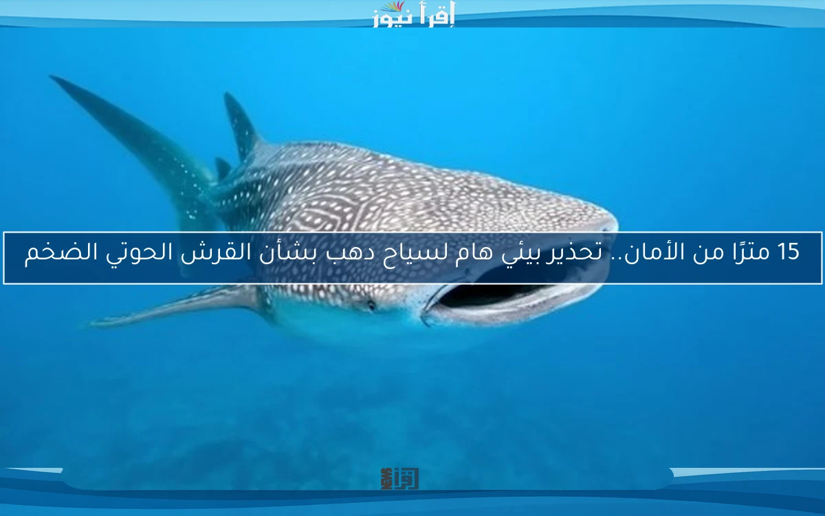15 مترًا من الأمان.. تحذير بيئي هام لسياح دهب بشأن القرش الحوتي الضخم