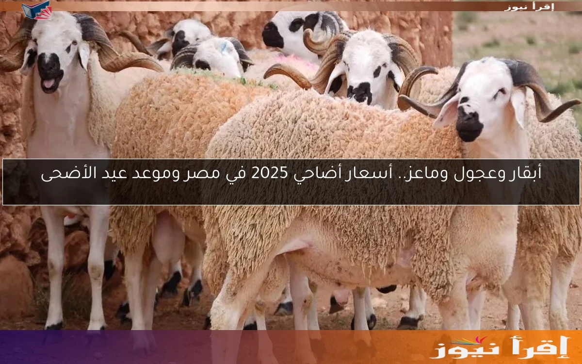 أبقار وعجول وماعز.. أسعار أضاحي 2025 في مصر وموعد عيد الأضحى