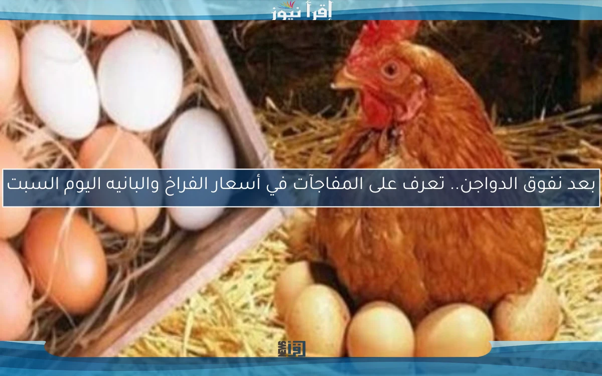 بعد نفوق الدواجن.. تعرف على المفاجآت في أسعار الفراخ والبانيه اليوم السبت