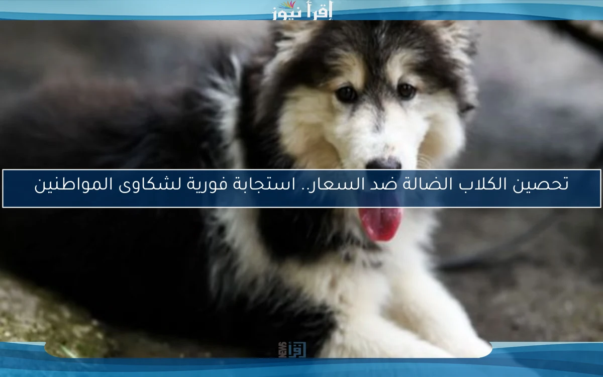 تحصين الكلاب الضالة ضد السعار.. استجابة فورية لشكاوى المواطنين