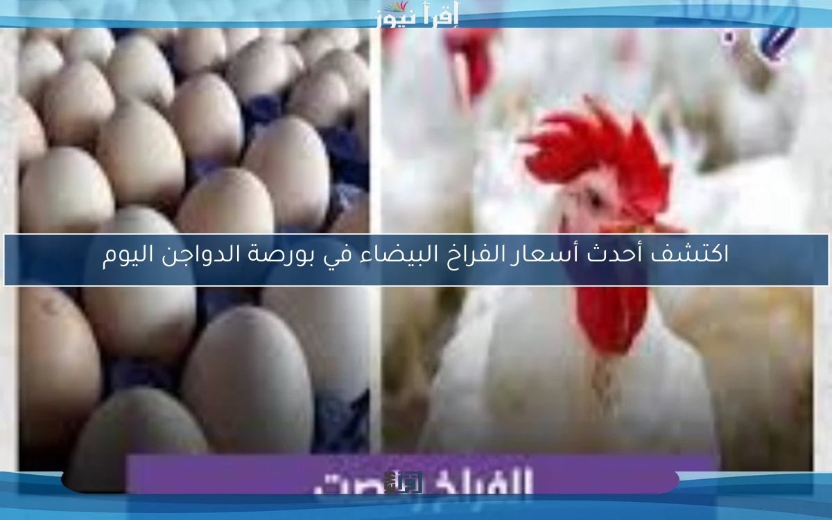اكتشف أحدث أسعار الفراخ البيضاء في بورصة الدواجن اليوم