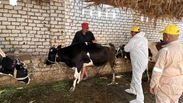 تحقيقاً للرفق بالحيوان.. الخدمات البيطرية تراقب صحة أكثر من 13 ألف رأس ماشية في أبريل