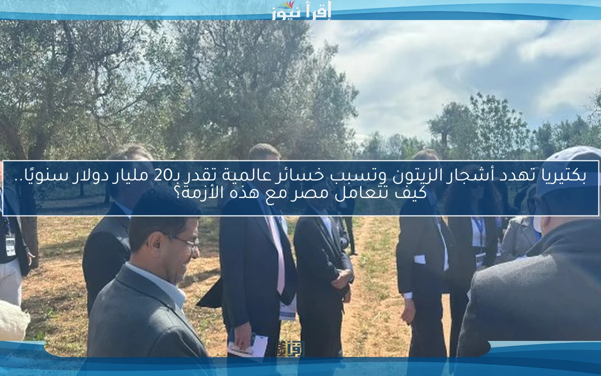 بكتيريا تهدد أشجار الزيتون وتسبب خسائر عالمية تقدر بـ20 مليار دولار سنويًا.. كيف تتعامل مصر مع هذه الأزمة؟