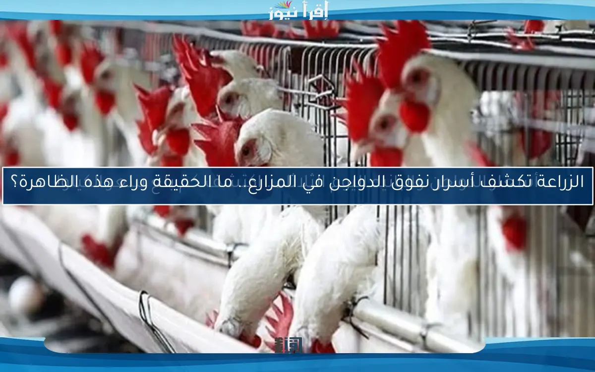 أسعار الدواجن والبانيه اليوم الثلاثاء.. اكتشف كم بلغ سعر الكيلو!