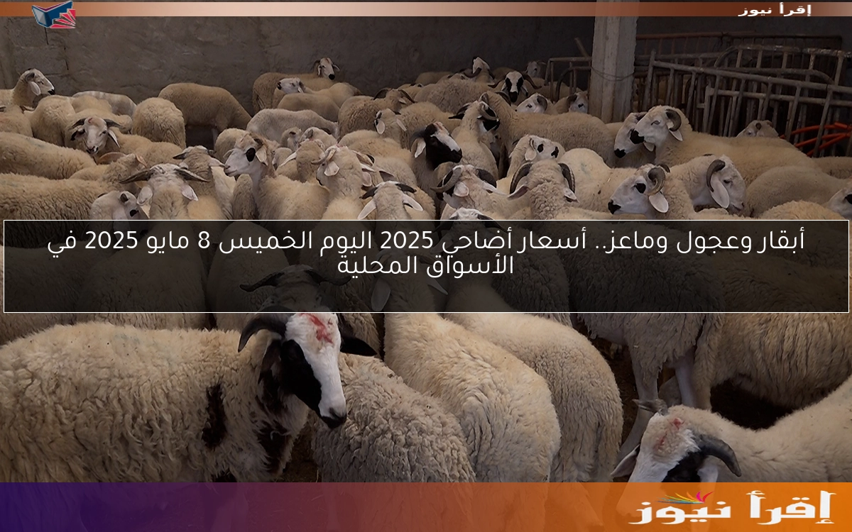 أبقار وعجول وماعز.. أسعار أضاحي 2025 اليوم الخميس 8 مايو 2025 في الأسواق المحلية