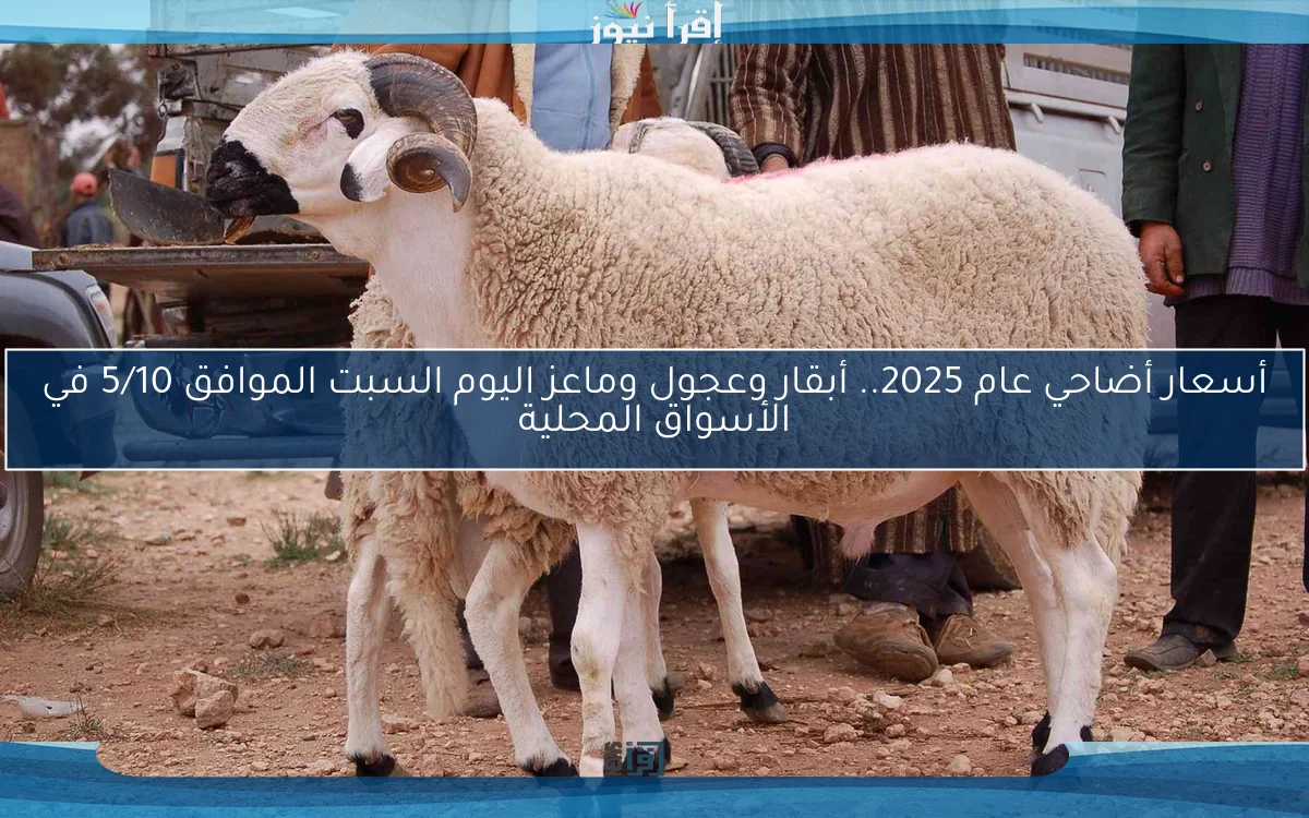 أسعار أضاحي عام 2025.. أبقار وعجول وماعز اليوم السبت الموافق 5/10 في الأسواق المحلية