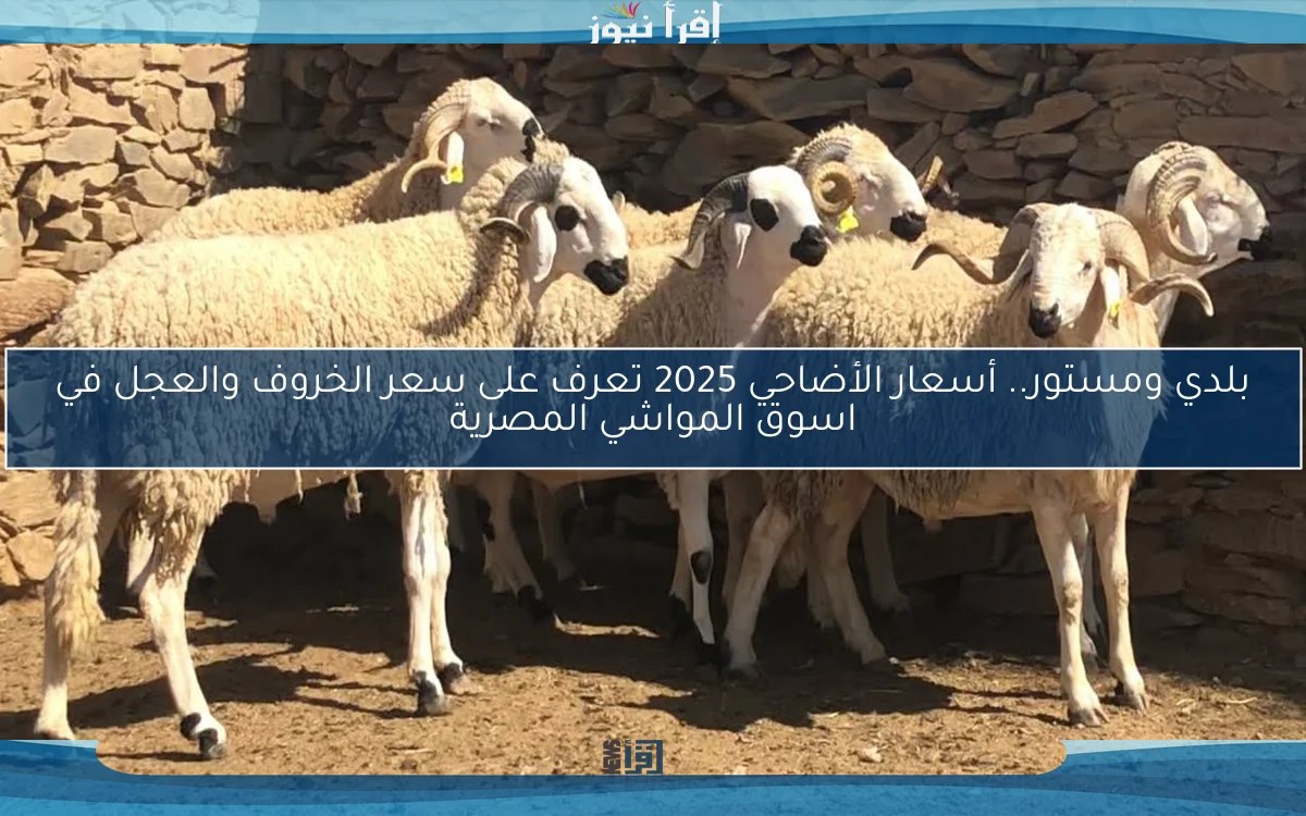 بلدي ومستورد.. إرتفاع أسعار الأضاحي 2025 تعرف على سعر الخروف والعجل في اسوق المواشي المصرية