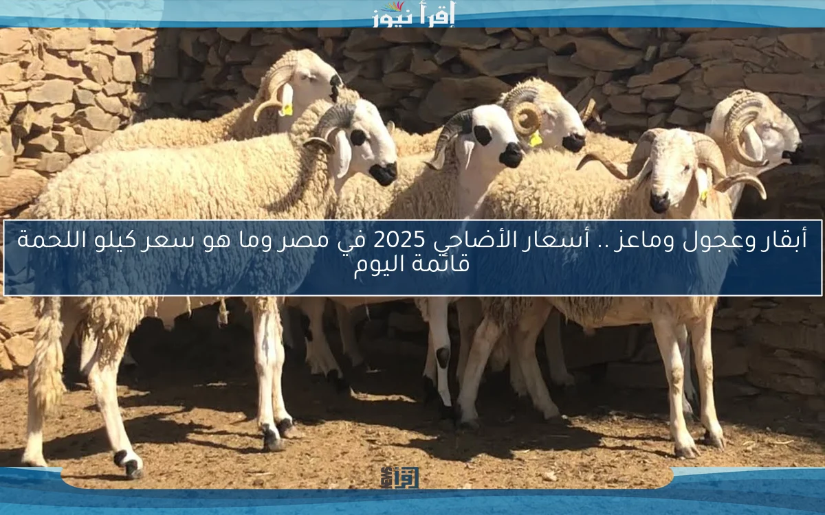 أبقار وعجول وماعز .. أسعار الأضاحي 2025 في مصر وما هو سعر كيلو اللحمة قائمة اليوم