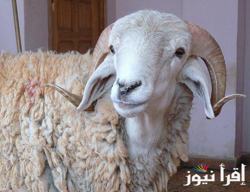 اشتري قبل عيد الاضحي.. تعرف علي أسعار الأضاحي 2025 في الأسواق المحلية