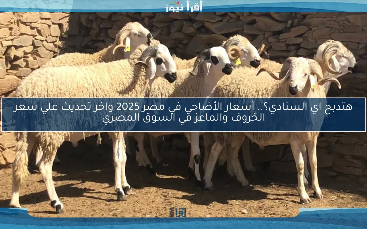 هتدبح اي السنادي؟.. أسعار الأضاحي في مصر 2025 واخر تحديث علي سعر الخروف والماعز في السوق المصري