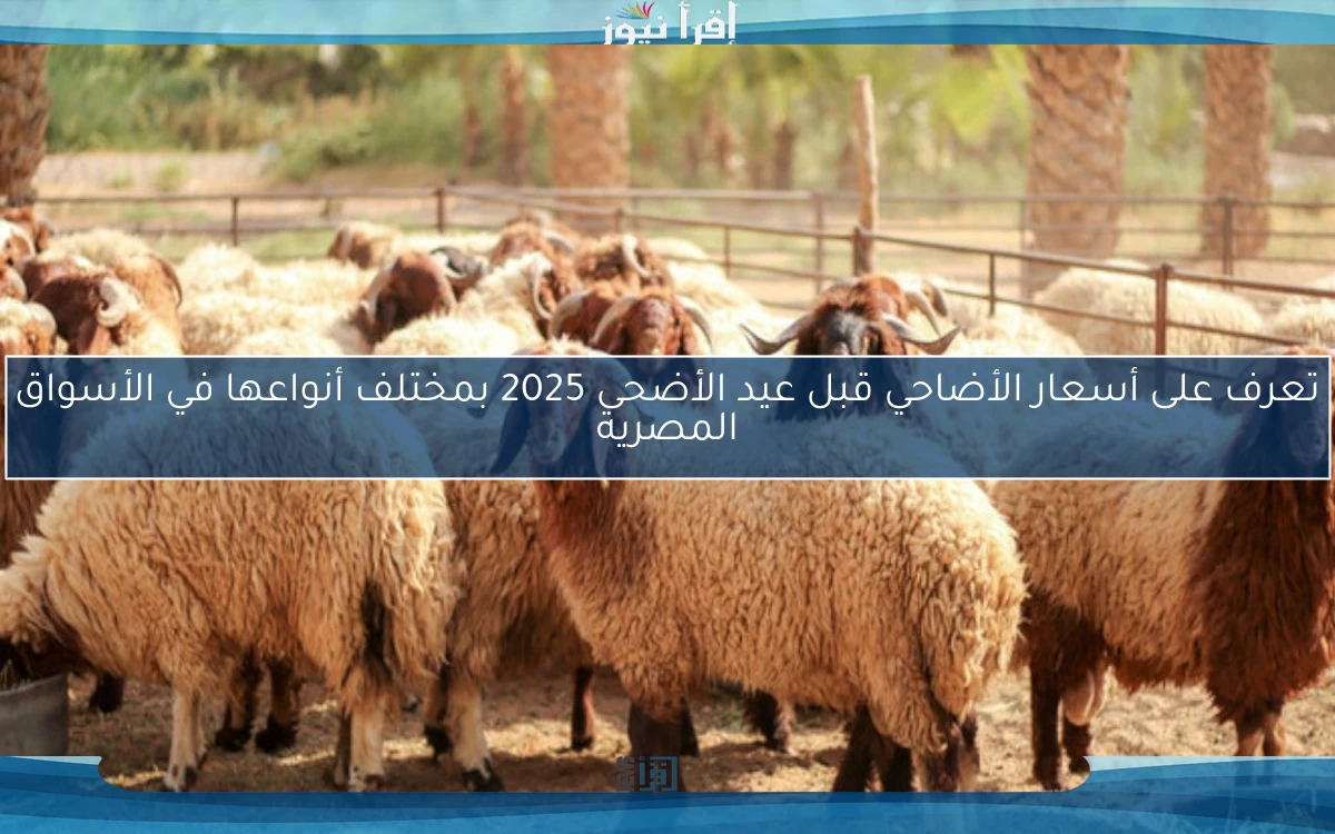 تعرف على أسعار الأضاحي قبل عيد الأضحى 2025 بمختلف أنواعها في الأسواق المصرية