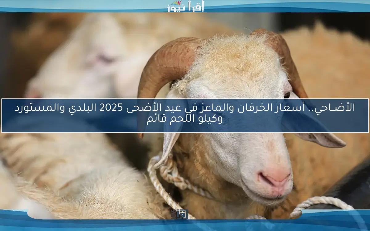 الأضــاحي.. أسعار الخرفان والماعز في عيد الأضحى 2025 البلدي والمستورد