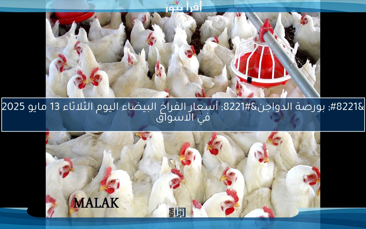 ” بورصة الدواجن” أسعار الفراخ البيضاء اليوم الثلاثاء 13 مايو 2025 في الاسواق