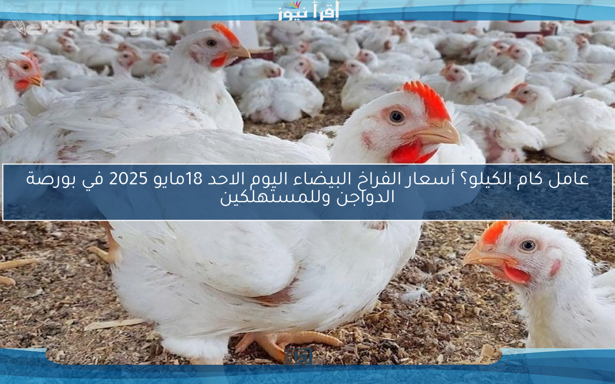 عامل كام الكيلو؟ أسعار الفراخ البيضاء اليوم الاحد 18مايو 2025 في بورصة الدواجن وللمستهلكين