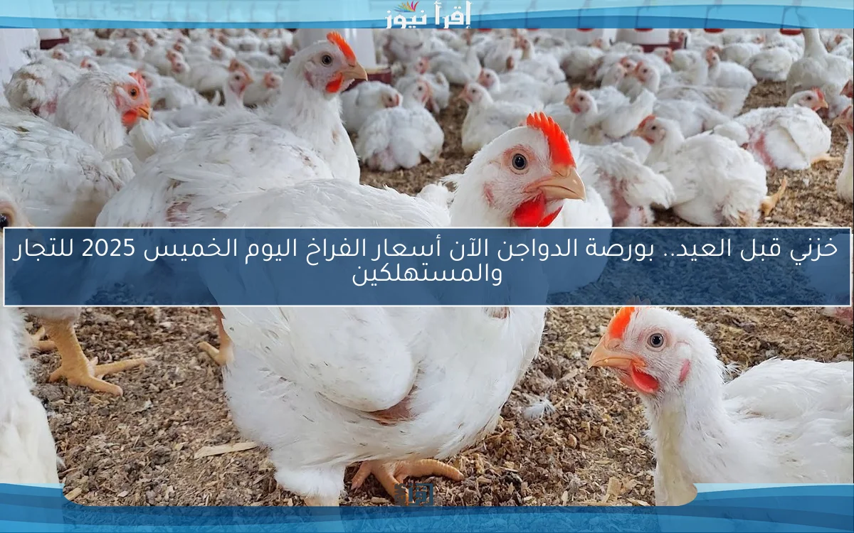خزني قبل العيد.. بورصة الدواجن الآن أسعار الفراخ اليوم الخميس 2025 للتجار والمستهلكين
