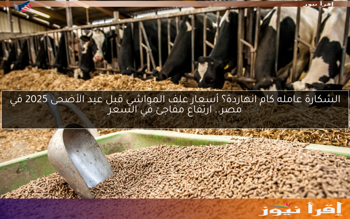 الشكارة عامله كام انهاردة؟ أسعار علف المواشي قبل عيد الأضحى 2025 في مصر.. ارتفاع مفاجئ في السعر