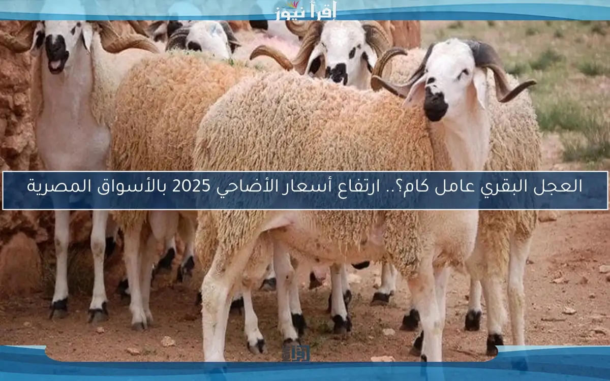 العجل البقري عامل كام؟.. ارتفاع أسعار الأضاحي 2025 بالأسواق المصرية
