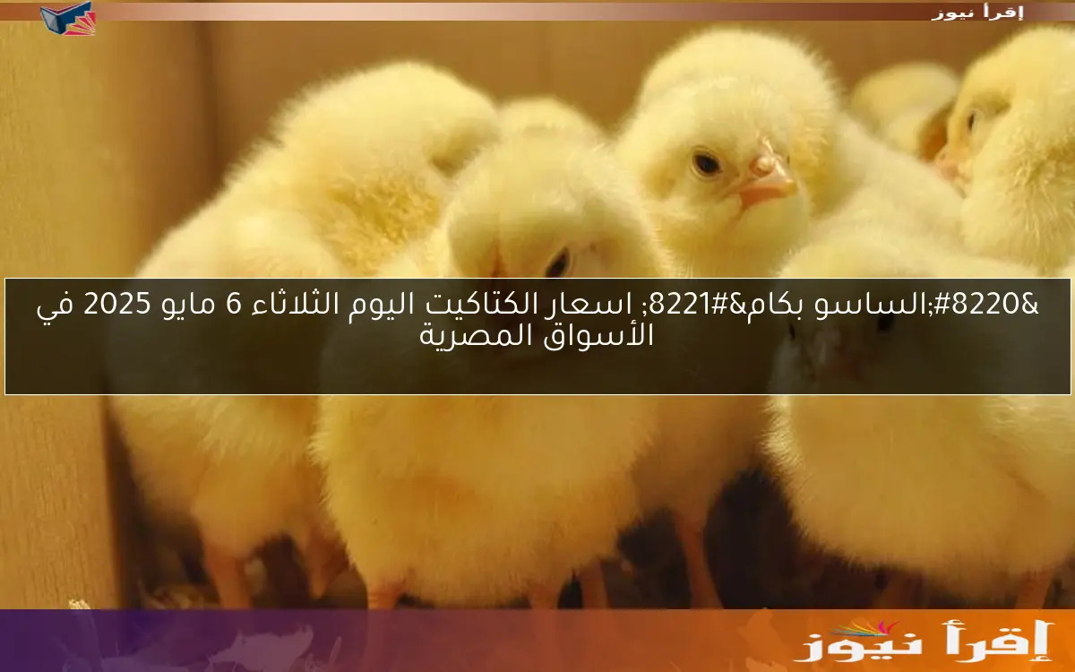 “الساسو بكام” اسعار الكتاكيت اليوم الثلاثاء 6 مايو 2025 في الأسواق المصرية