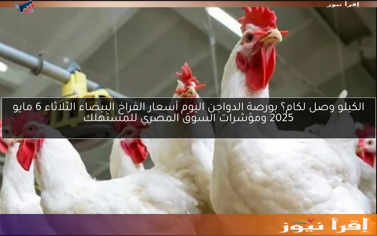 الكيلو وصل لكام؟ بورصة الدواجن اليوم أسعار الفراخ البيضاء الثلاثاء 6 مايو 2025 ومؤشرات السوق المصري للمستهلك