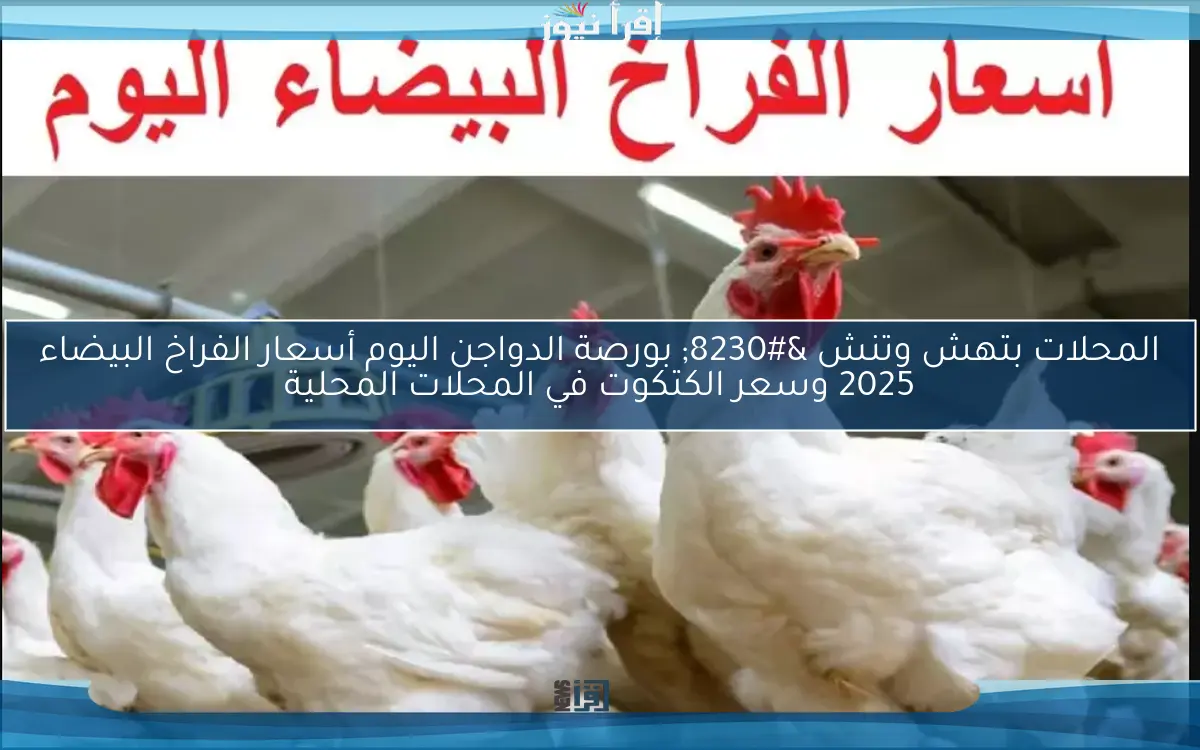 المحلات بتهش وتنش … بورصة الدواجن اليوم أسعار الفراخ البيضاء 2025 وسعر الكتكوت في المحلات المحلية
