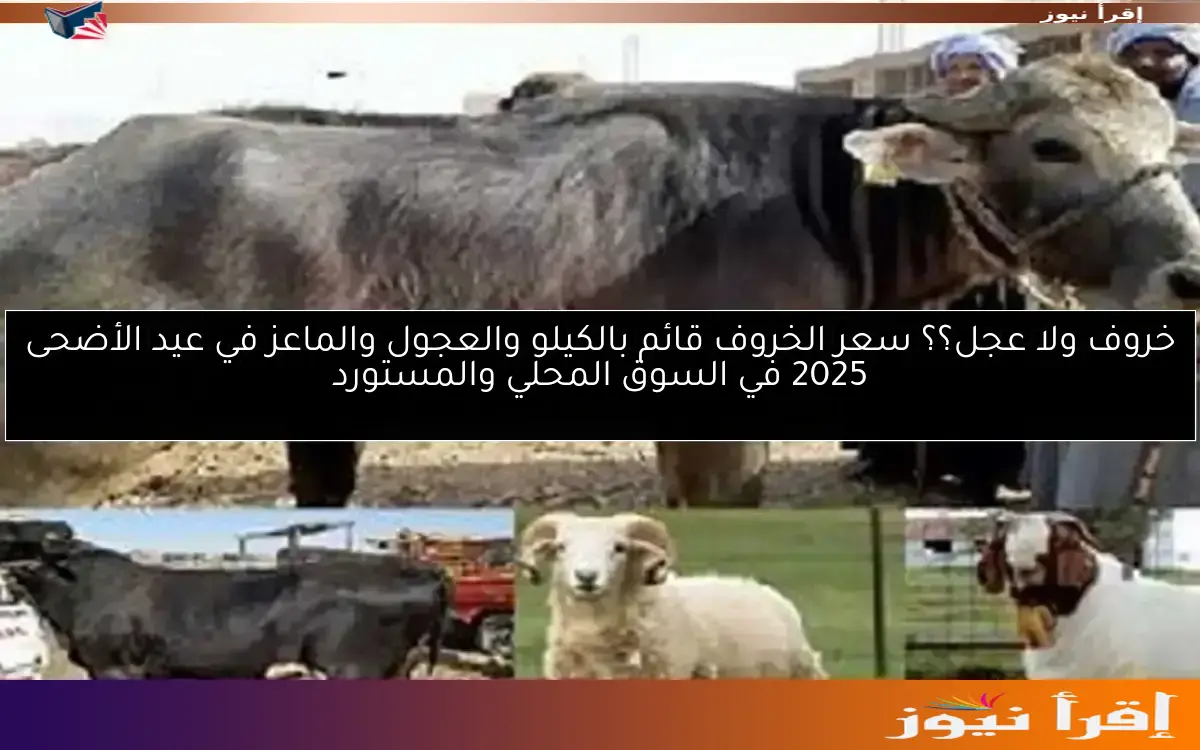 خروف ولا عجل؟؟ سعر الخروف قائم بالكيلو والعجول والماعز في عيد الأضحى 2025 في السوق المحلي والمستورد