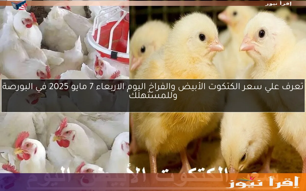 تعرف علي سعر الكتكوت الأبيض والفراخ اليوم الاربعاء 7 مايو 2025 في البورصة وللمستهلك
