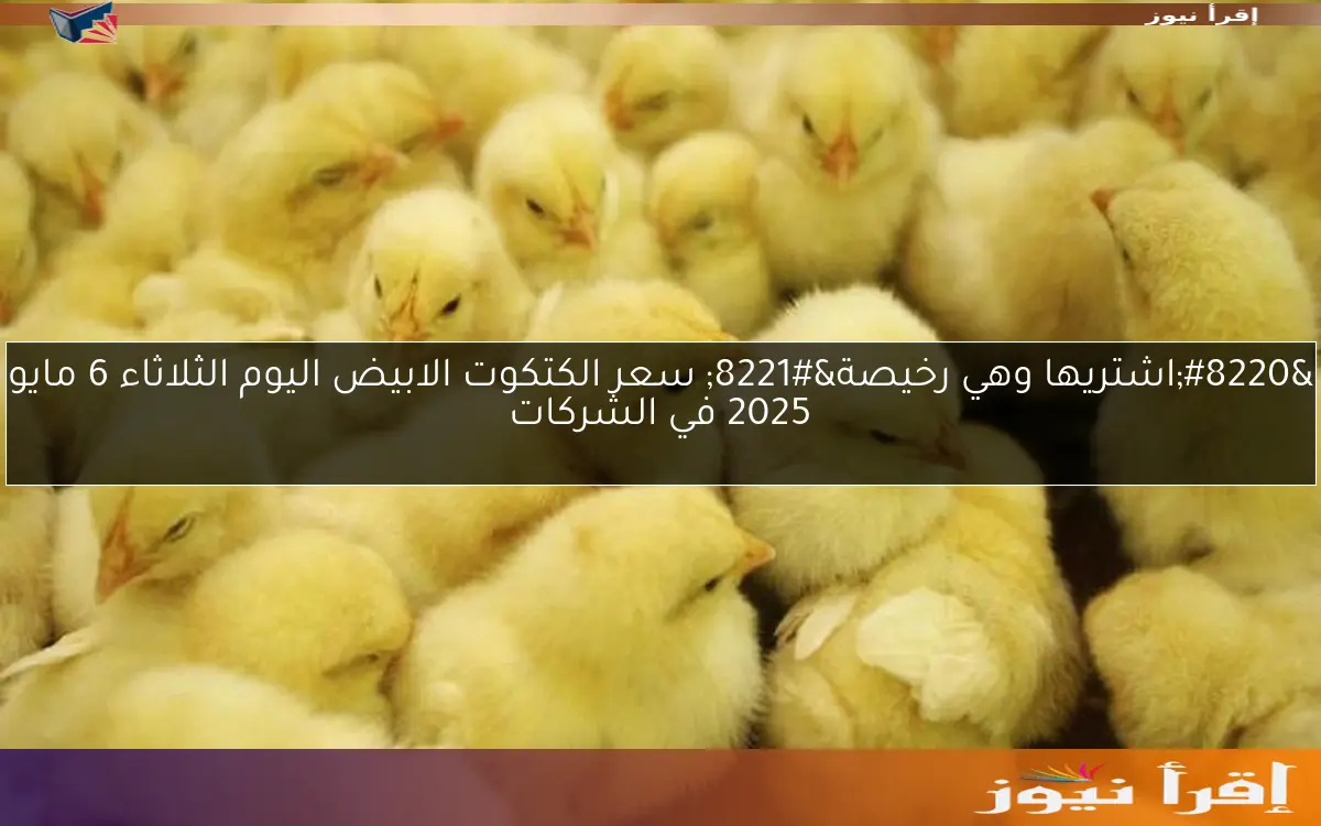 “اشتريها وهي رخيصة” سعر الكتكوت الابيض اليوم الثلاثاء 6 مايو 2025 في الشركات