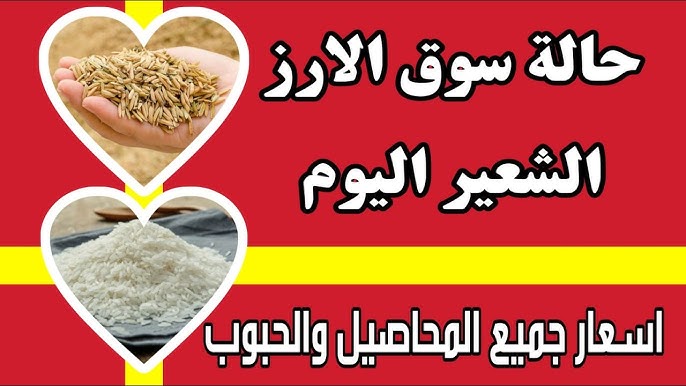 النهاردة الكيلو علي كام .. سعر طن الأرز الشعير اليوم الأحد 11 / 5 / 2025 للمستهلك في الأسواق عريض ورفيع الحبة