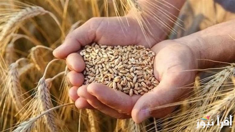 الرفيع و العريض بكام؟ سعر طن الأرز الشعير اليوم الخميس 1 مايو 2025 داخل الأسواق المصرية
